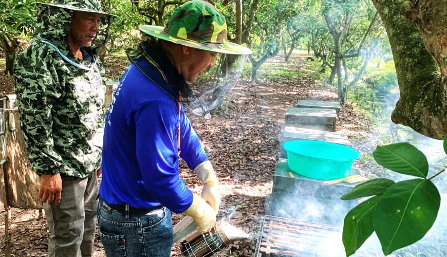 Trải nghiệm thu hoạch mật ong cồn Sơn